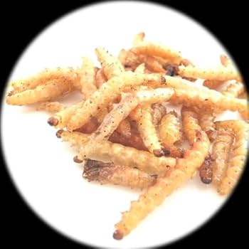 たけむし Amazon | はまる食品 昆虫食 タケムシ バンブーワーム 国内調理